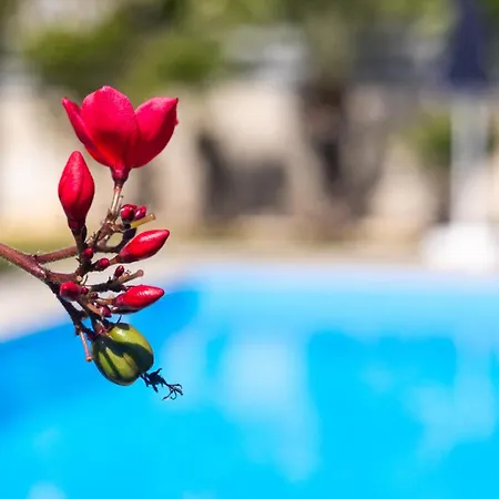 فيلة Maestro Ii -